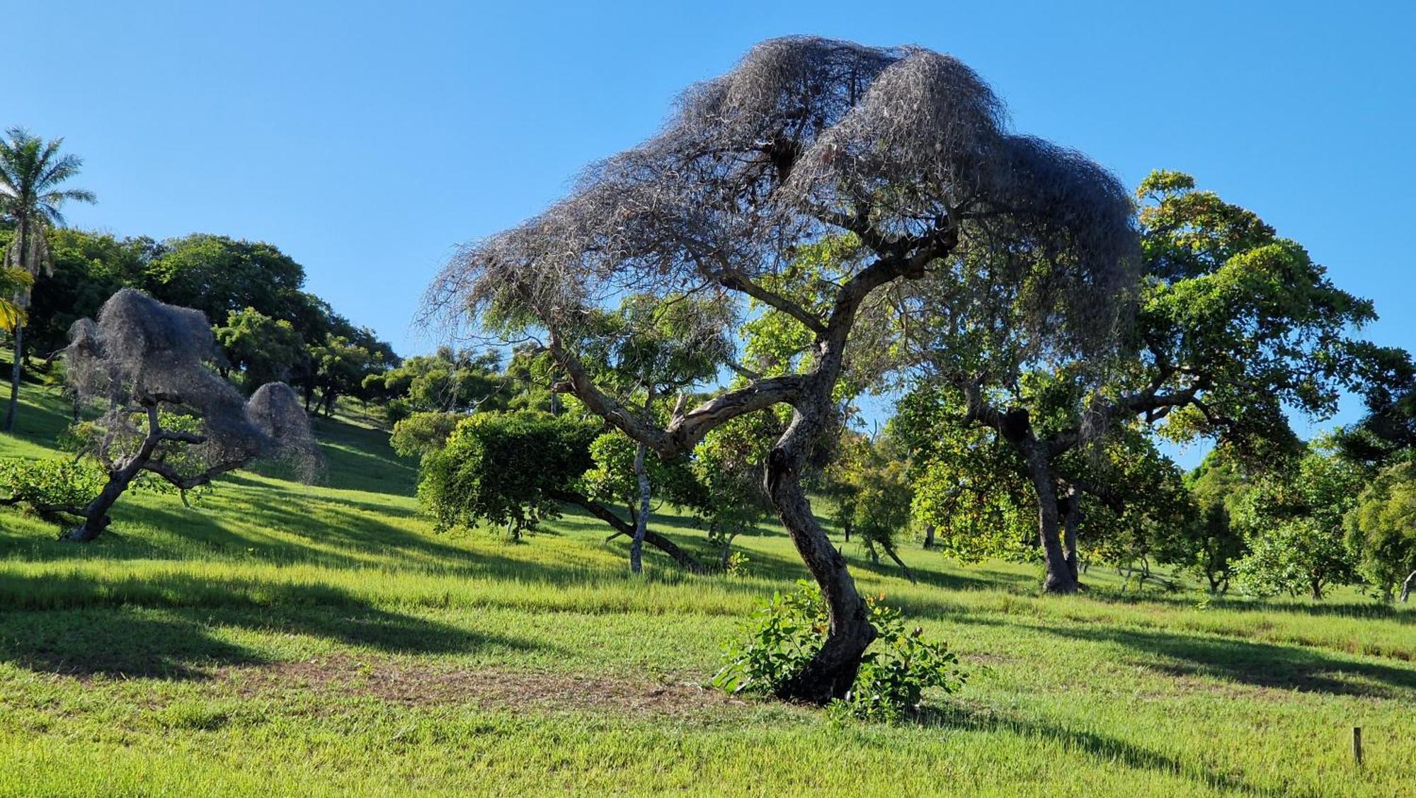 Pousada Casa Da Edinha Velha Boipeba Esterno foto