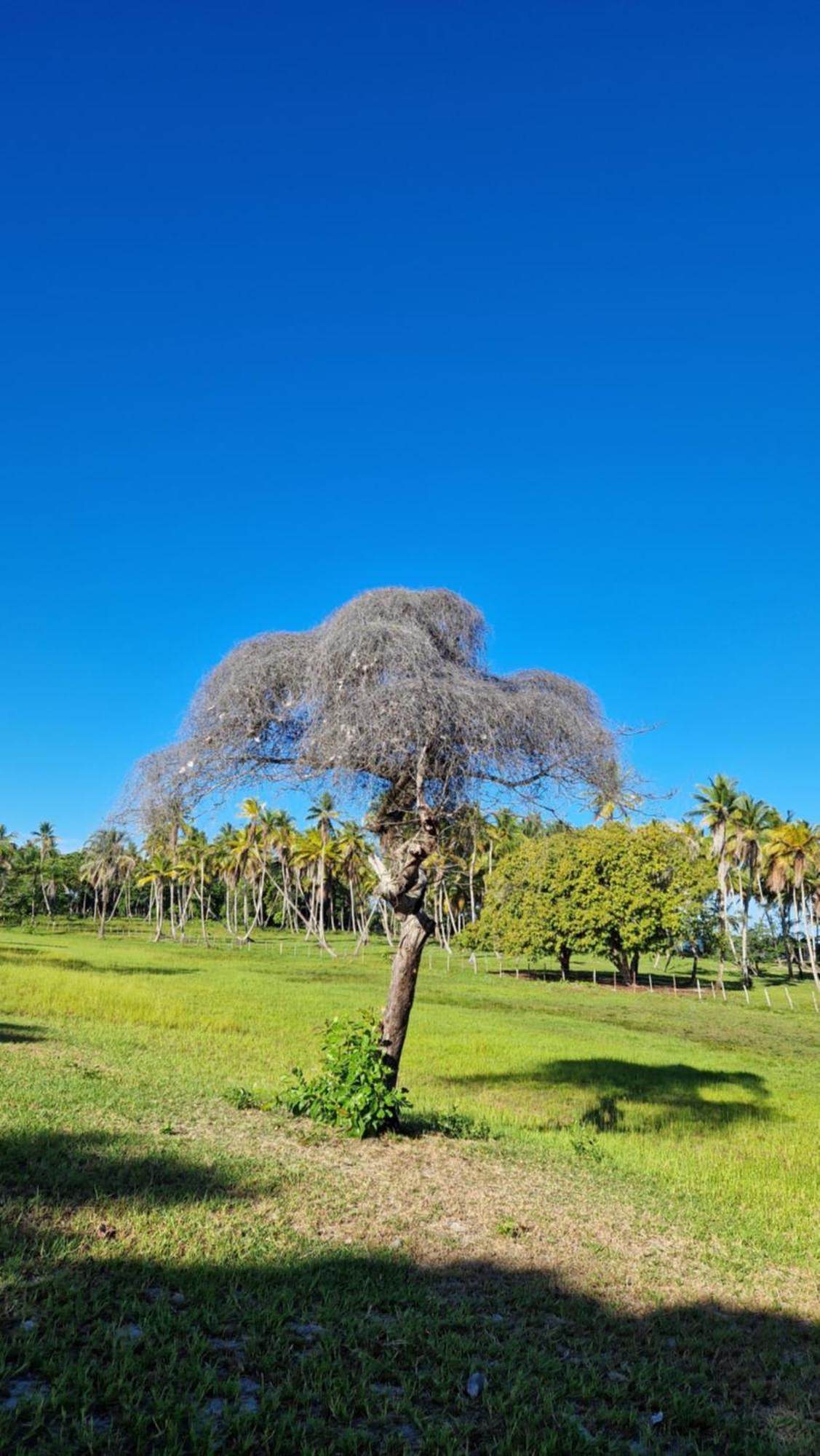 Pousada Casa Da Edinha Velha Boipeba Esterno foto